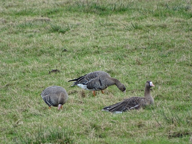 攻端另谋出 攻端另谋出